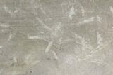 Fossil Bird Tracks - Green River Formation, Utah #106124-2